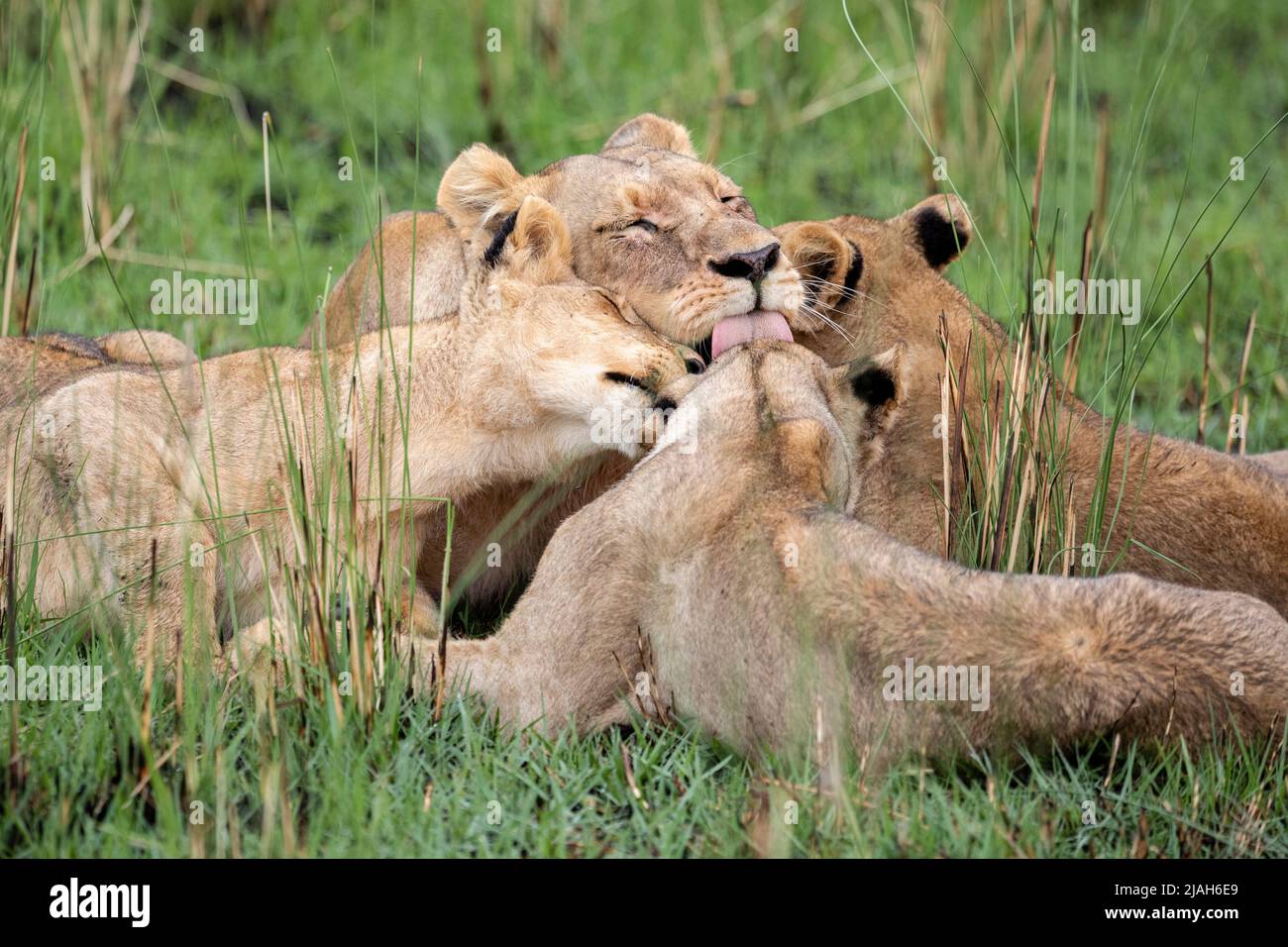Leone orgoglio affetto nella prateria Okavango Delta Foto Stock
