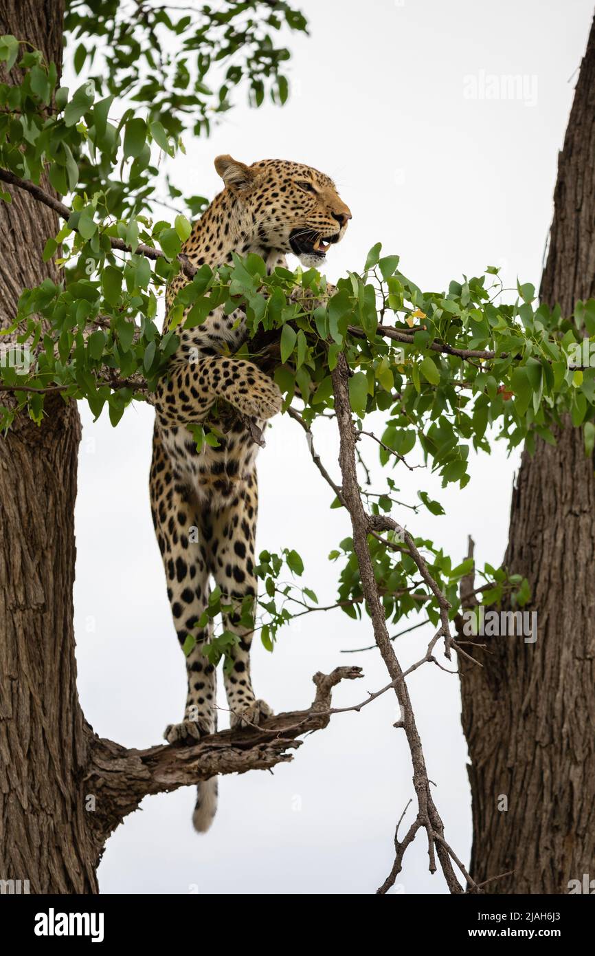 Leopardo è sollievo in babbuini di osservazione degli alberi, prateria di Okavango, Botswana Foto Stock