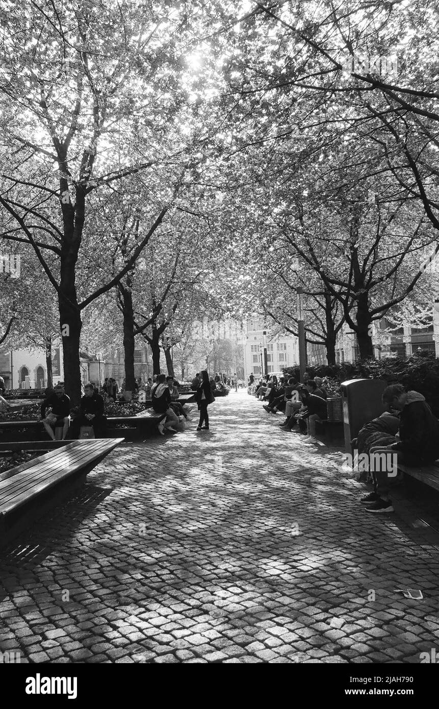Foto in bianco e nero del sentiero pavimentato nel parco, luce che illumina gli alberi. Persone sedute sulle panchine in Germania, Lipsk Foto Stock