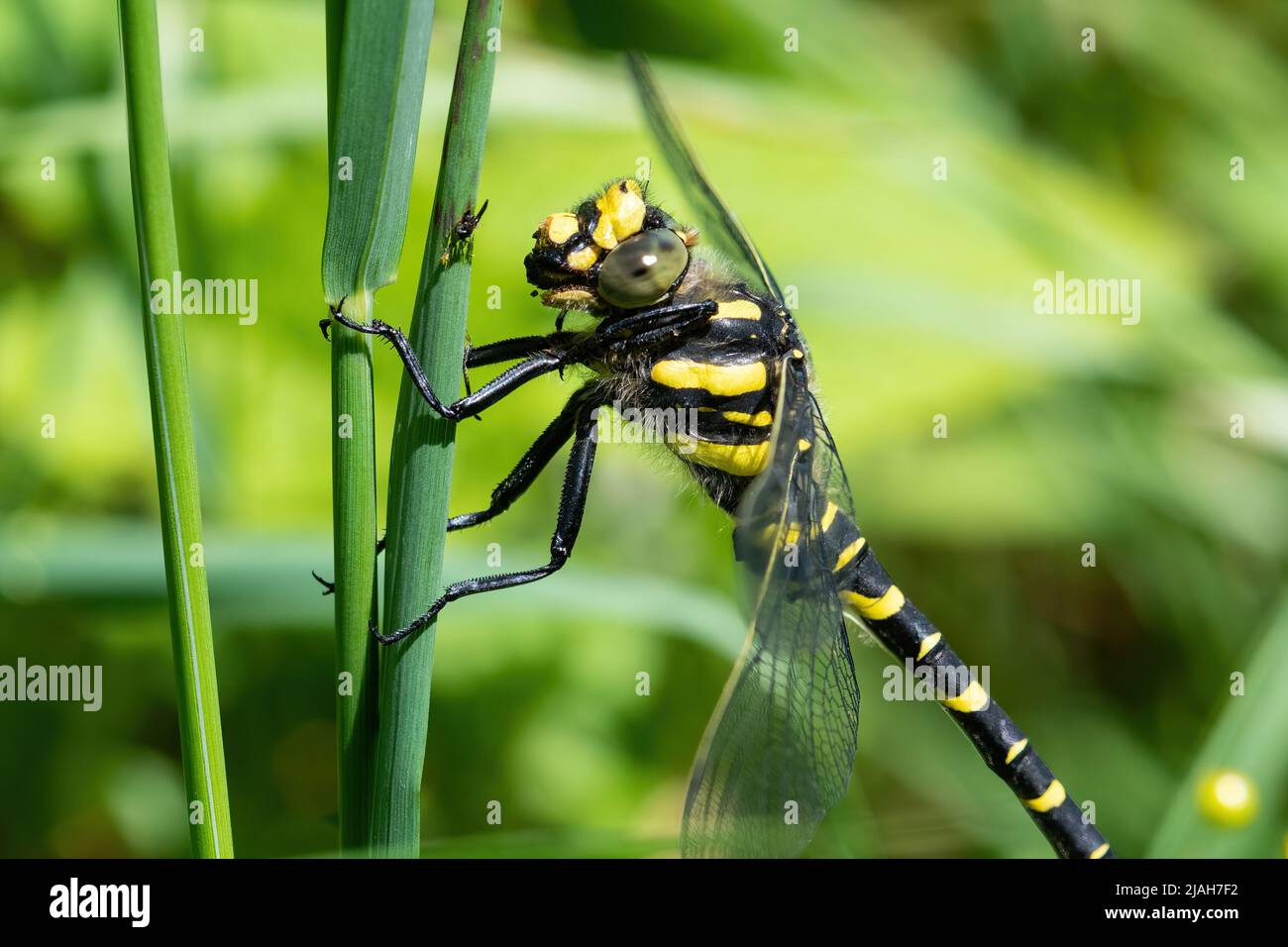 Dragonfly ad anello dorato (Cordulegaster boltonii), Regno Unito Foto Stock