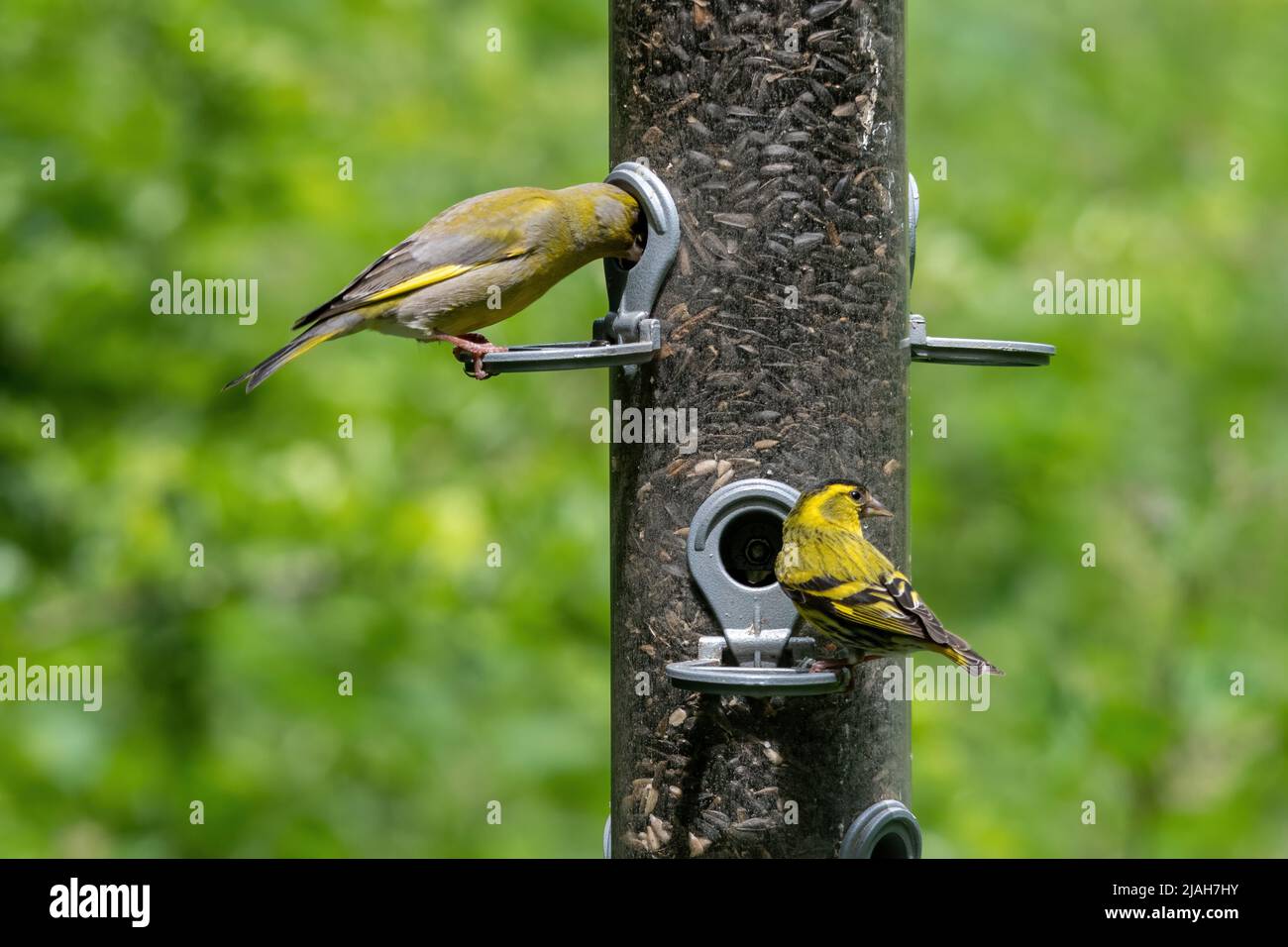 Un verdfinch (Chloris chloris) e una pelle laterale (Spinus spinus) che si nutrono di girasoli su un alimentatore di uccelli, Hampshire, Inghilterra, Regno Unito Foto Stock