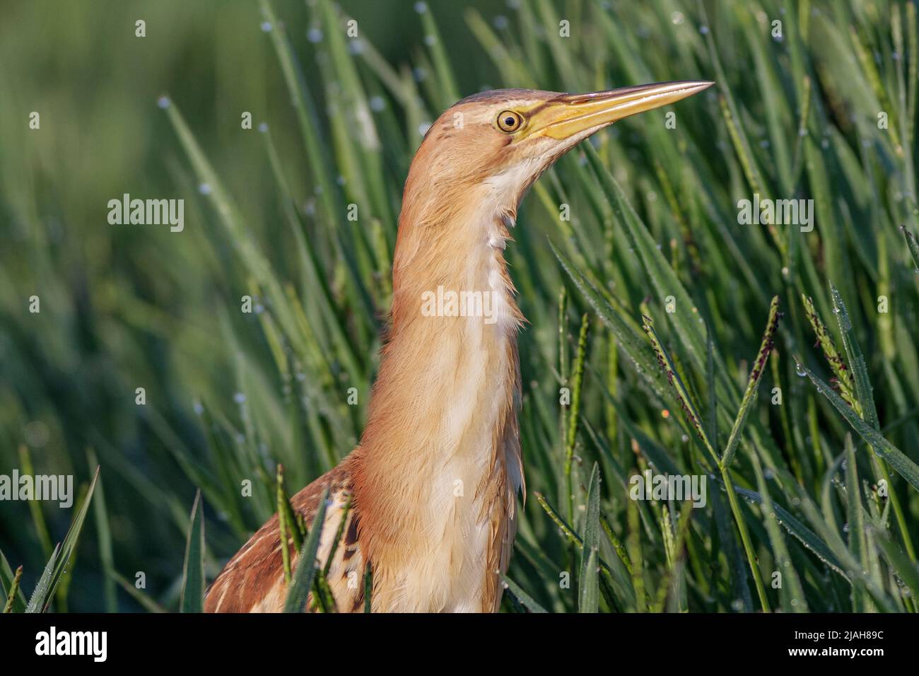 Comune piccolo bittero, Iobrychus minutus, peeking attraverso l'erba, Comunidad valenciana paludi, Spagna Foto Stock