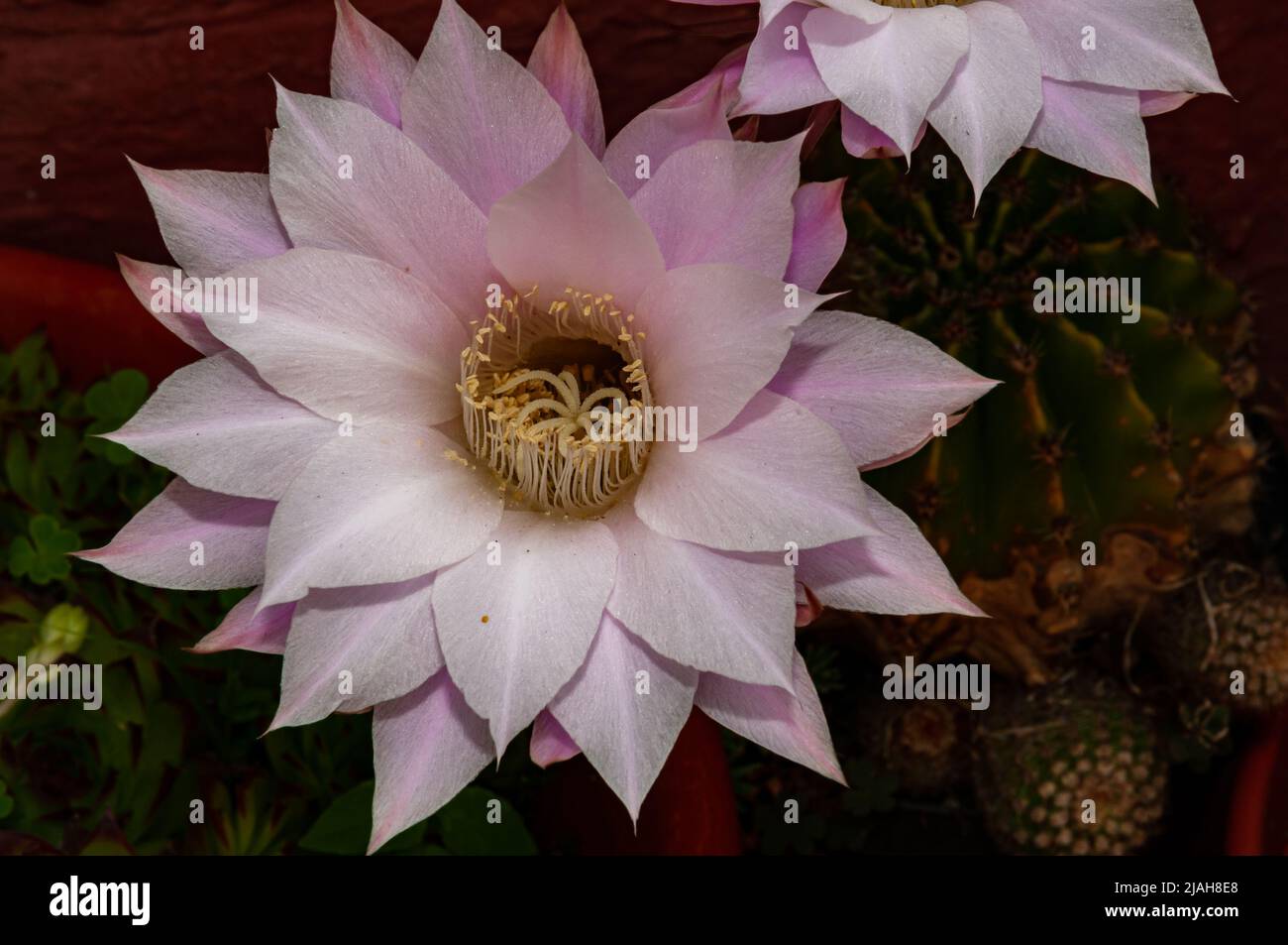 Fiori tipici della penisola italiana Foto Stock