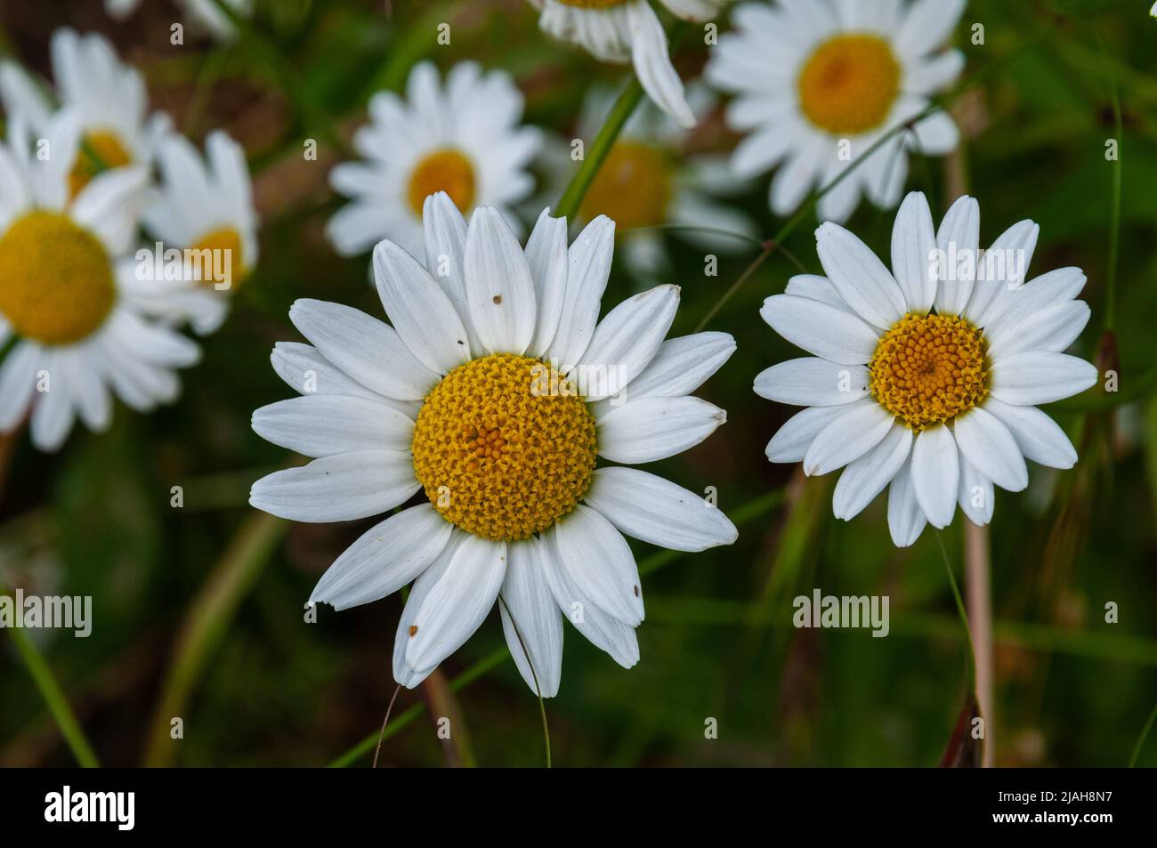 Fiori tipici della penisola italiana Foto Stock