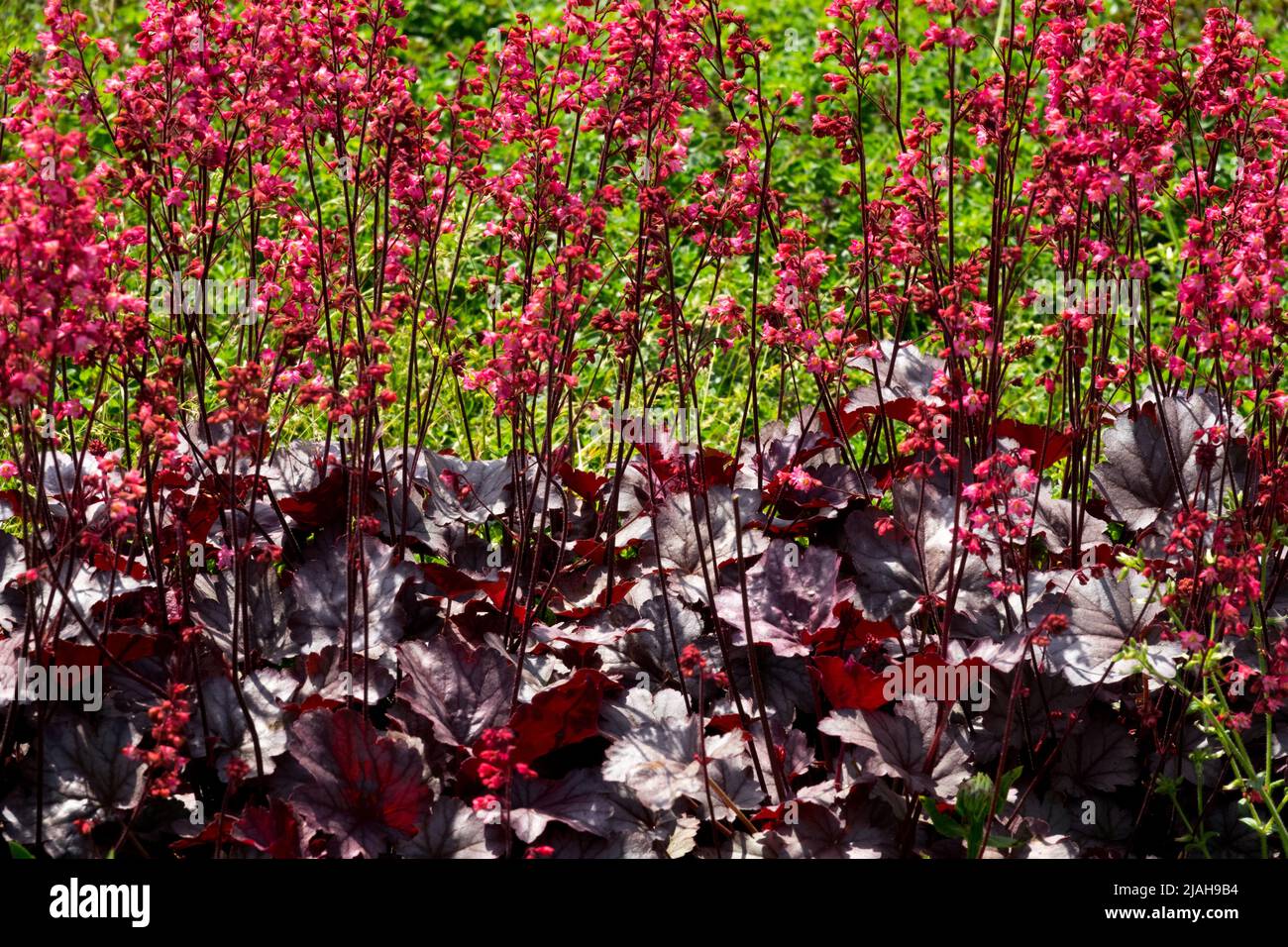 Attraente rosso scuro Heuchera 'Milan' Heuchera Fiori Hardy Purple Silver Pattern foglie piante di confine giardino orlo Campane di Corallo Alumroot Coralbells Foto Stock