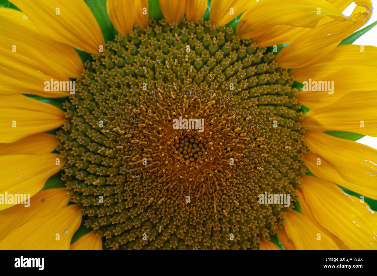 Fiori tipici della penisola italiana Foto Stock