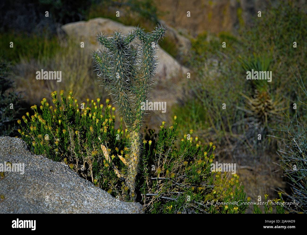 Primavera Trixis Flower Foto Stock