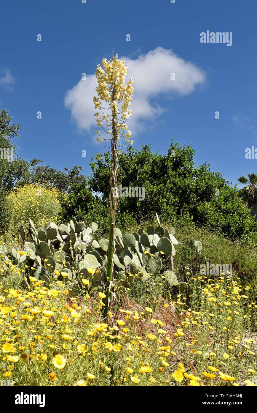 Campo di fiori gialli della Daisy, Cactus e Yucca in fiore, con un cielo blu e una soffice nuvola bianca. Foto Stock