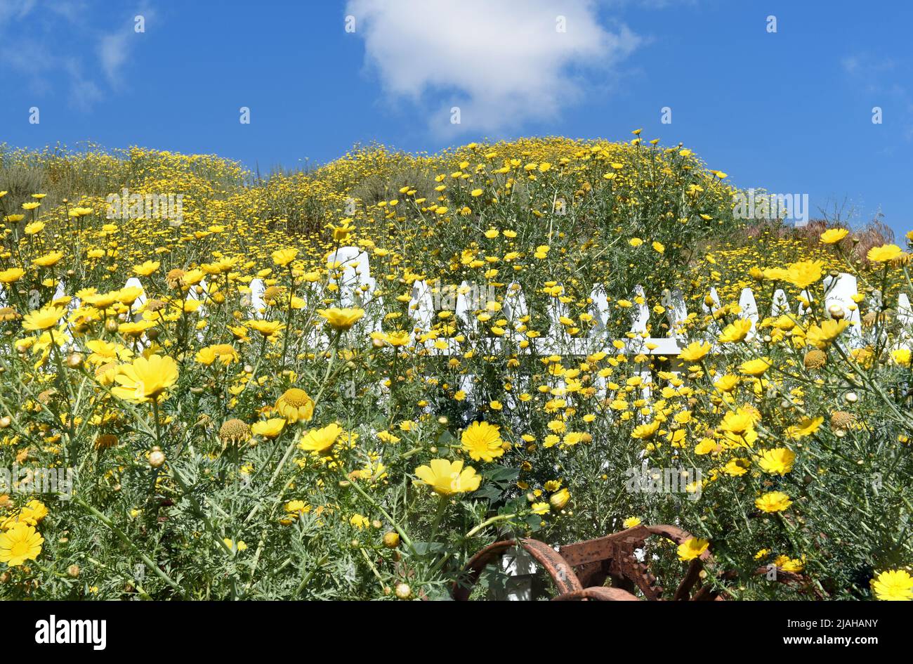 Collina coperta con fiori a margherita luminosi con un recinto bianco picket e cielo blu e una nuvola bianca e soffice. Foto Stock