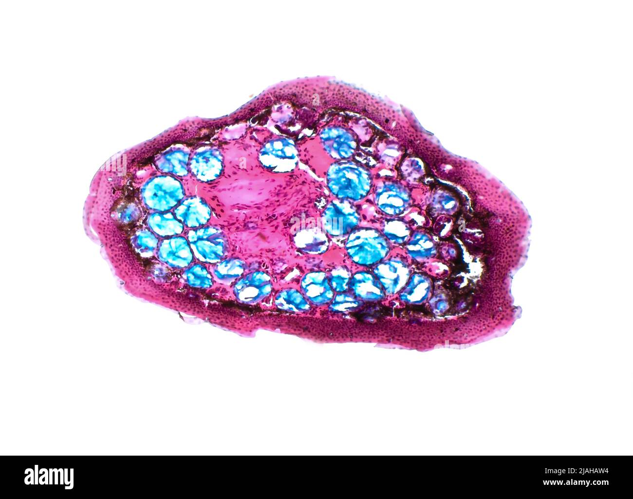 Ghiandole della pelle della rana. Micrografia leggera di una sezione attraverso la pelle di una rana di palude. Le grandi strutture rotonde (blu) sono ghiandole velenose. Foto Stock