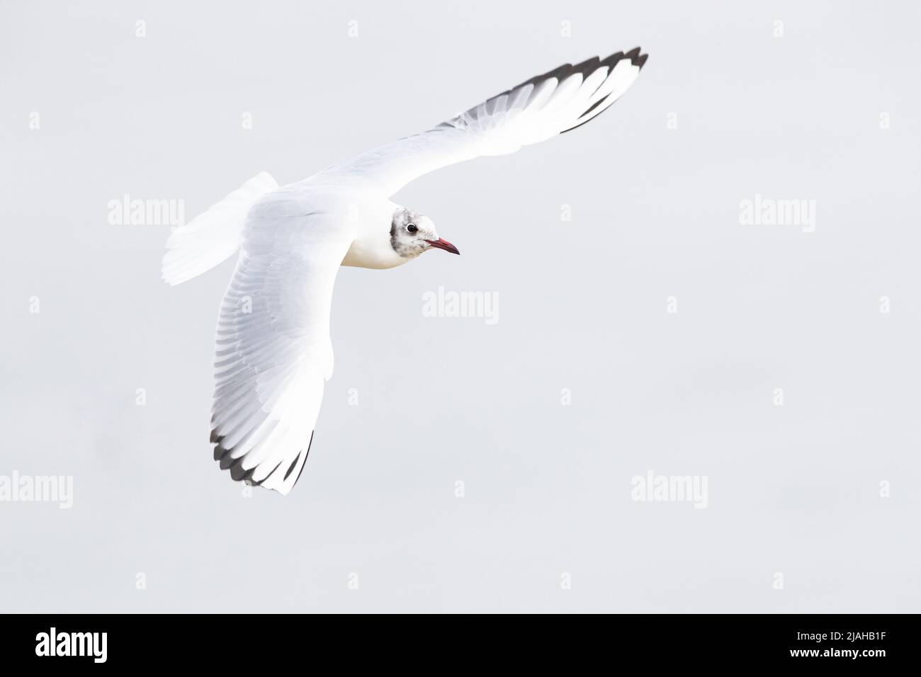 Volo adulto Gull Black-headed nel piumaggio invernale Foto Stock