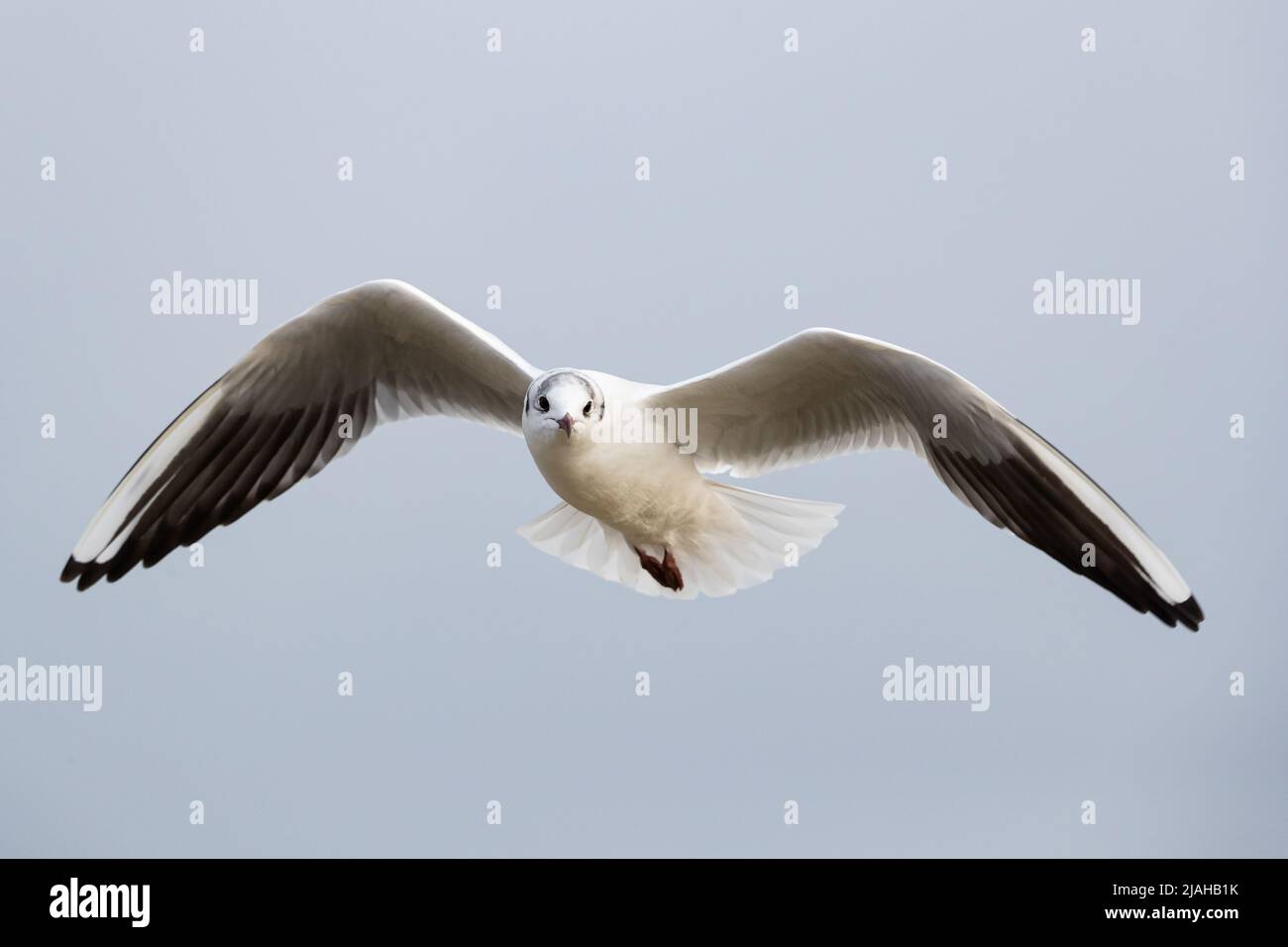 Volo adulto Gull Black-headed nel piumaggio invernale Foto Stock