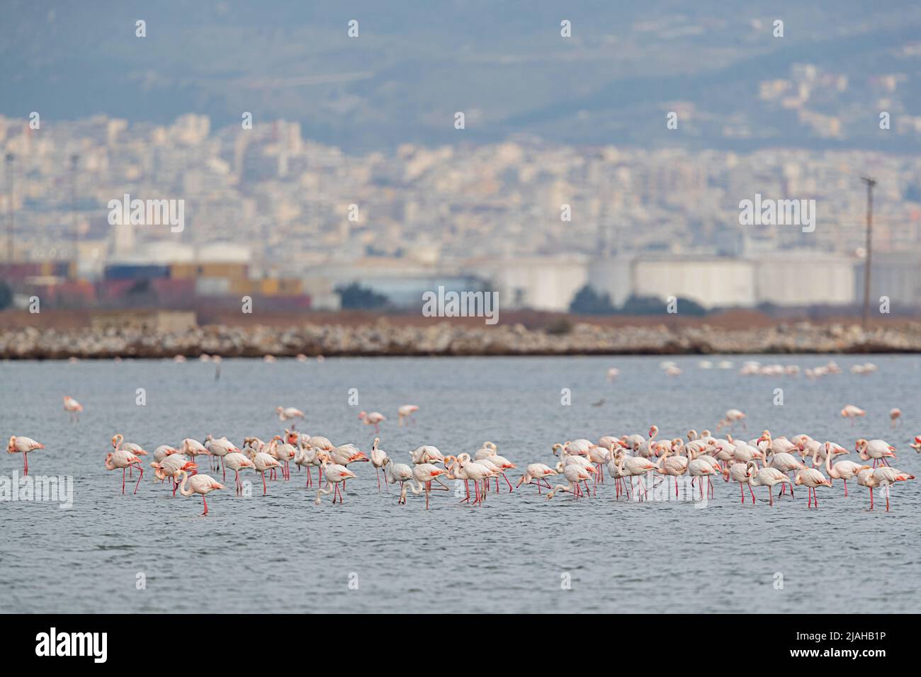 Un gruppo di grandi Flamingos che riposa nel Delta dell'Axios di fronte a Salonicco Foto Stock