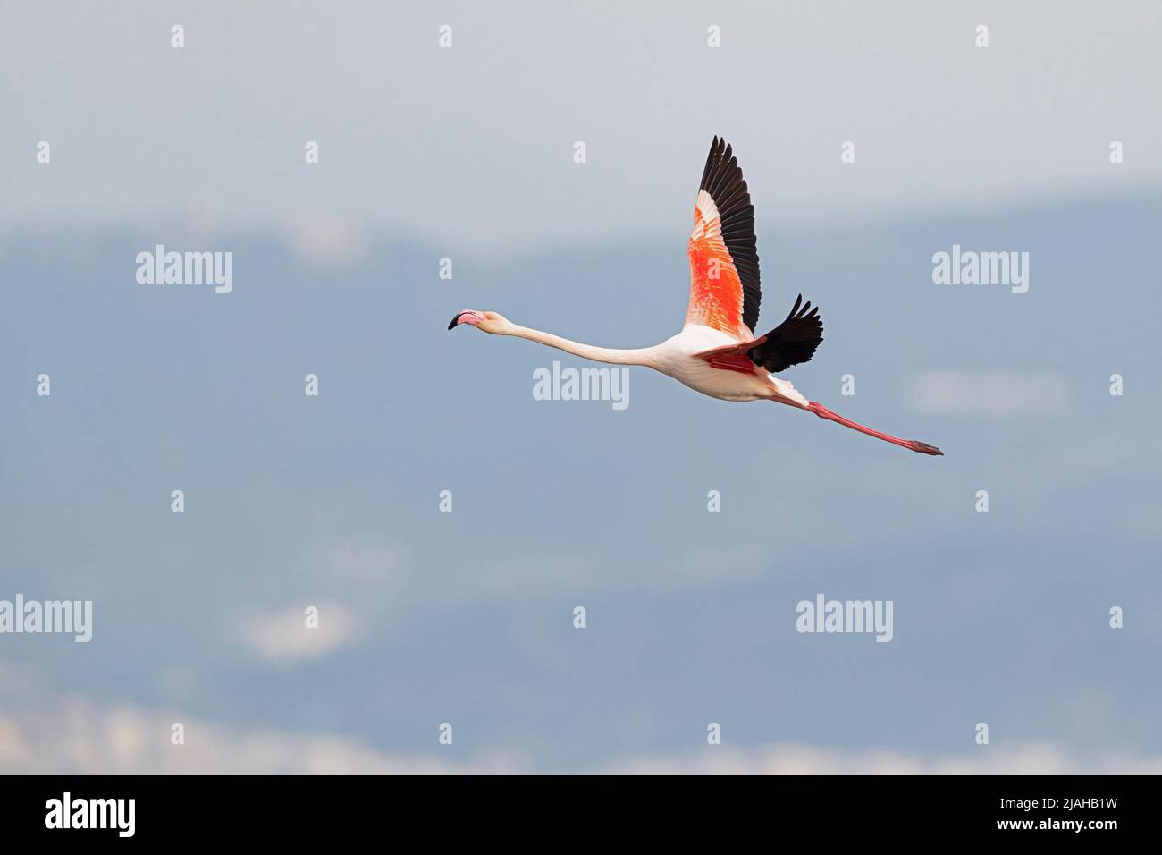 Un adulto grande Flamingo in volo Foto Stock