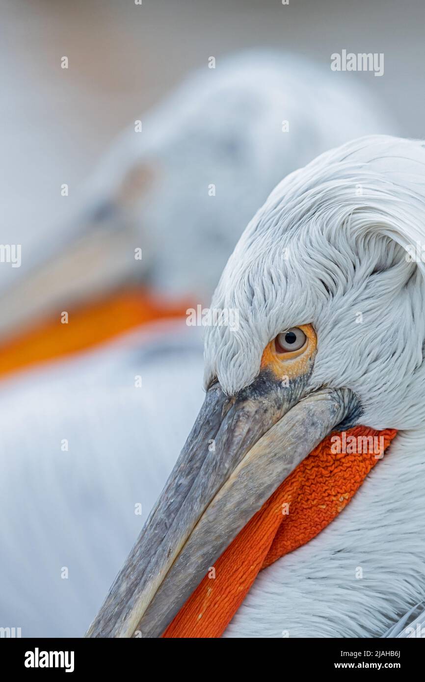 Ritratto di un adulto Pelican dalmata che guarda nella fotocamera Foto Stock