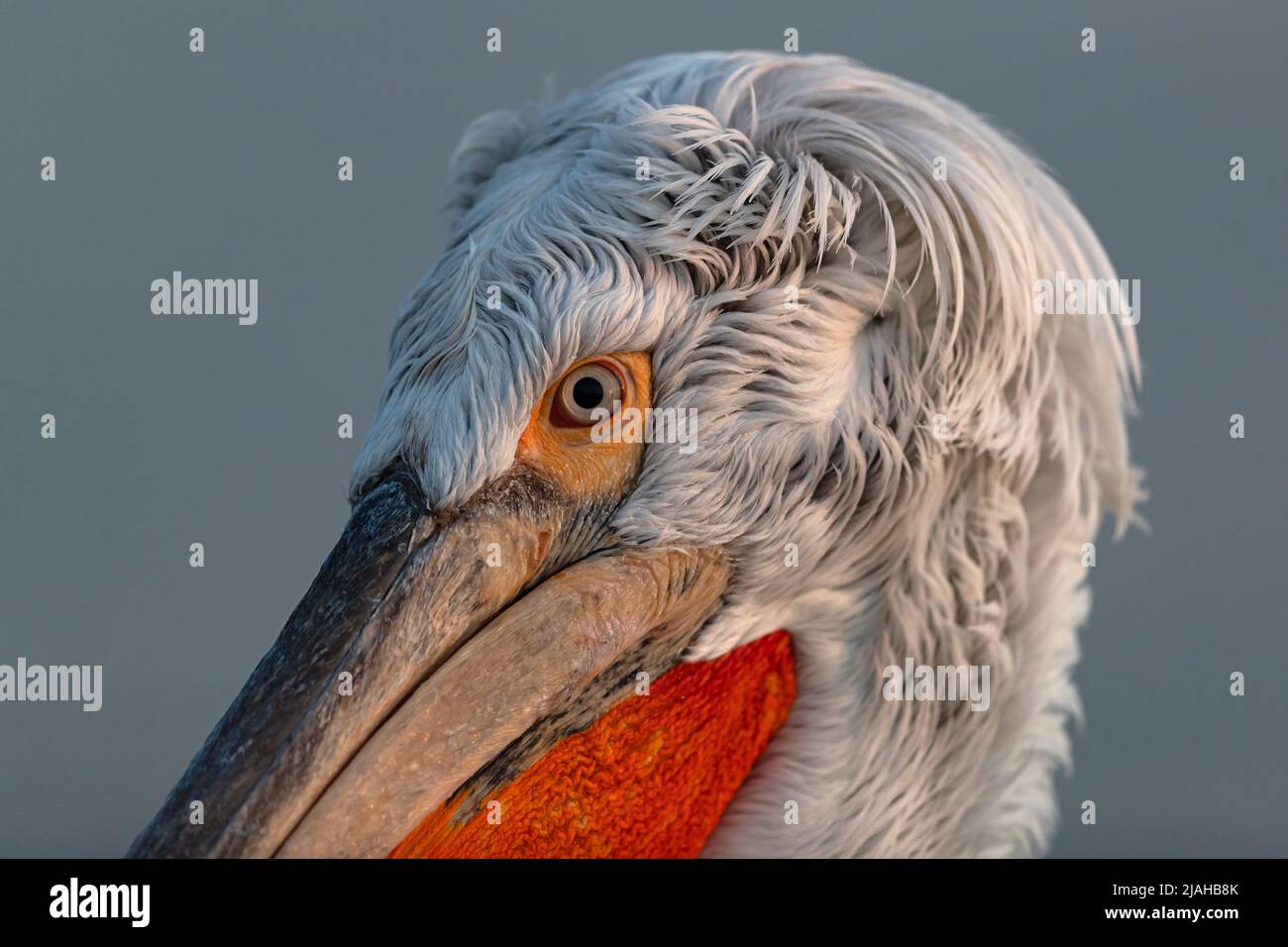Ritratto di un adulto Pelican dalmata che guarda nella fotocamera Foto Stock