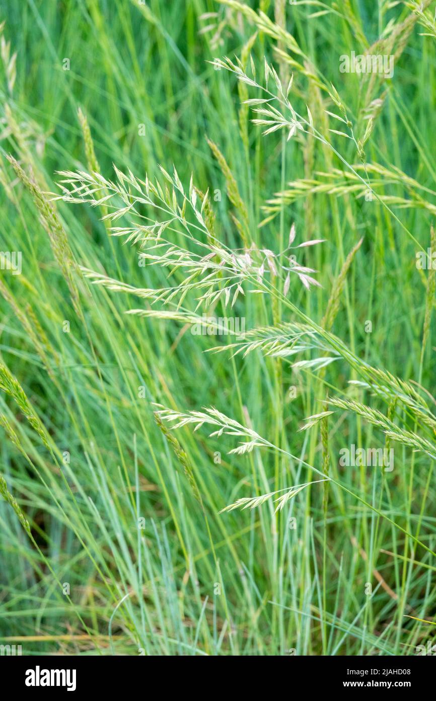 Festuca glauca 'Auslese', Festuca, Fescue Blu, Verde, Giardino, erbe, Coltivazione, ornamentale, Festuca Auslese Foto Stock