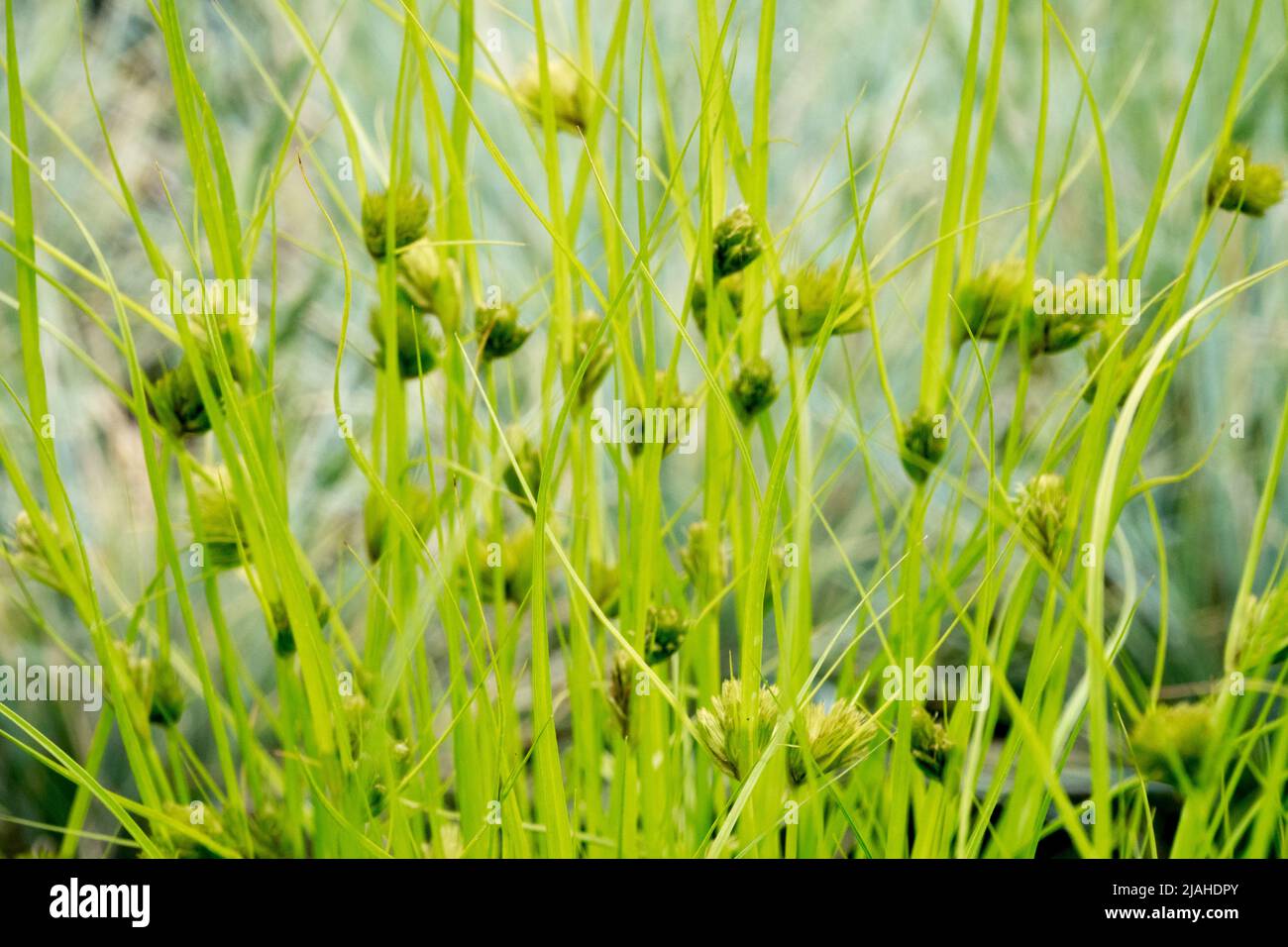 Carex bohemica, erba, fiore, ornamentale, erbe, Grumi di, gialli, a cuneo, Carex, a sbalzo Foto Stock
