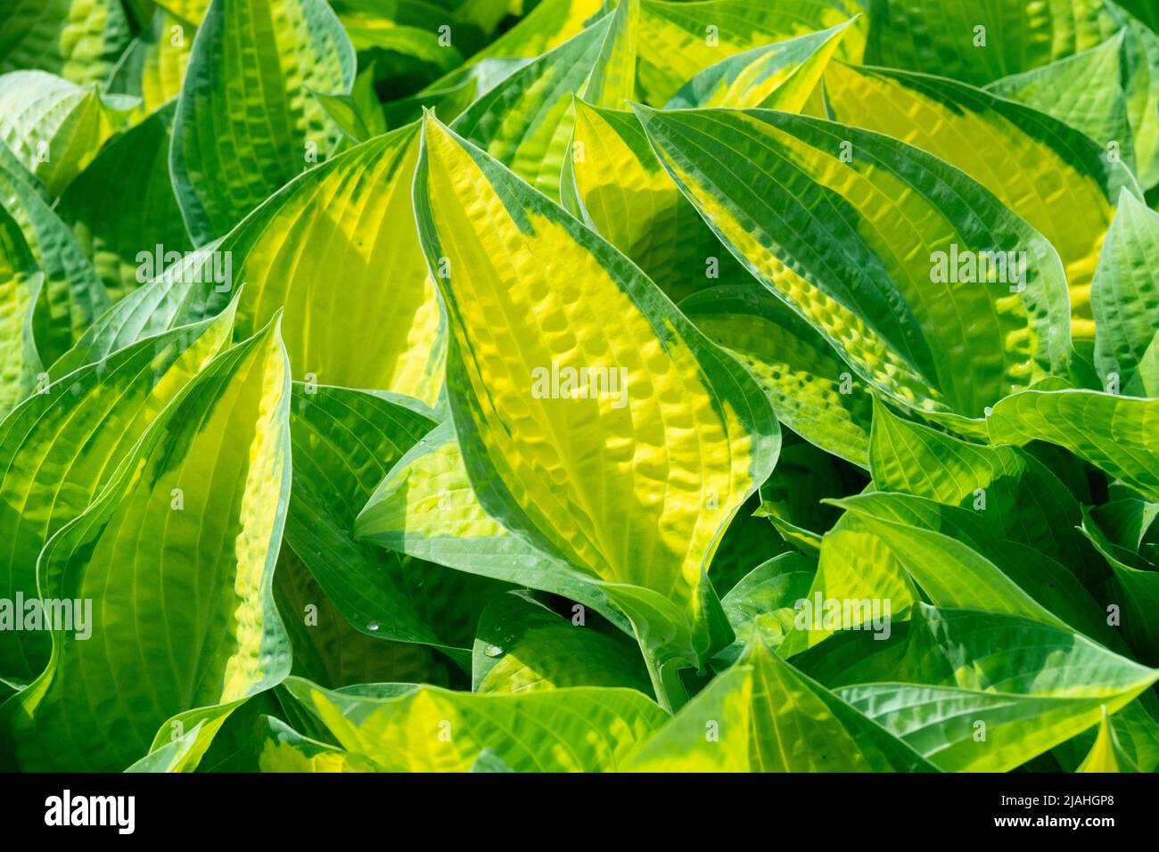 Foglie decorative variegate Hostas in giardino, Plantain Lily, Hosta 'Orange Marmalade' Foto Stock