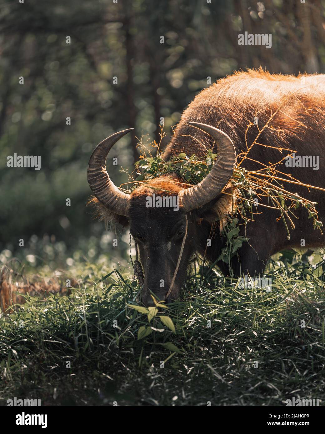 Bufalo d'acqua che mangia in Thailandia, Asia sudorientale Foto Stock