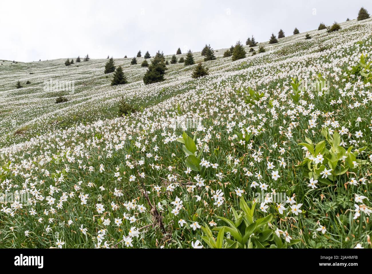 Fiori bianchi di naffodil sul monte Golica nella catena Karavanke, Slovenia Foto Stock