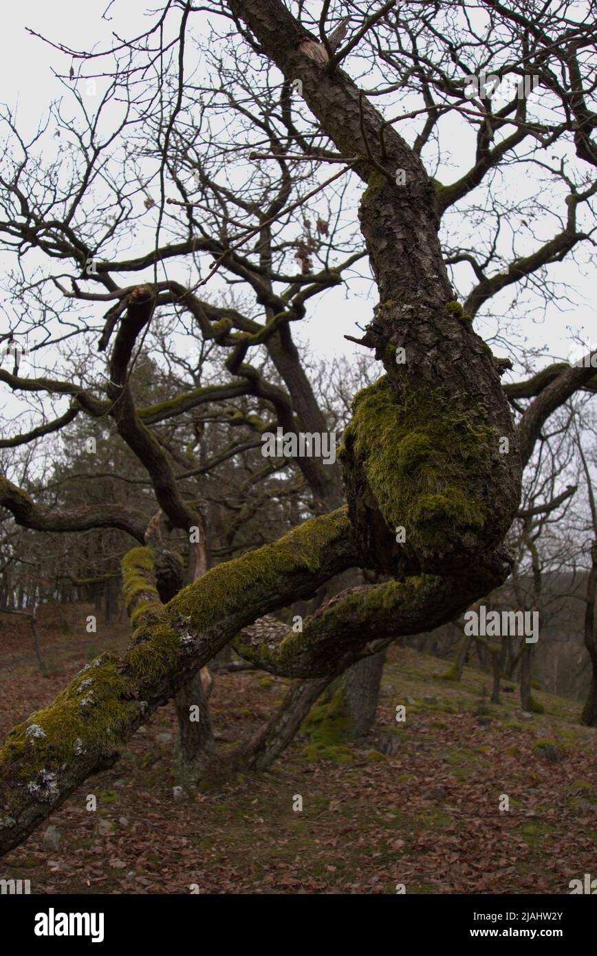 Vecchi alberi accovacciati Foto Stock