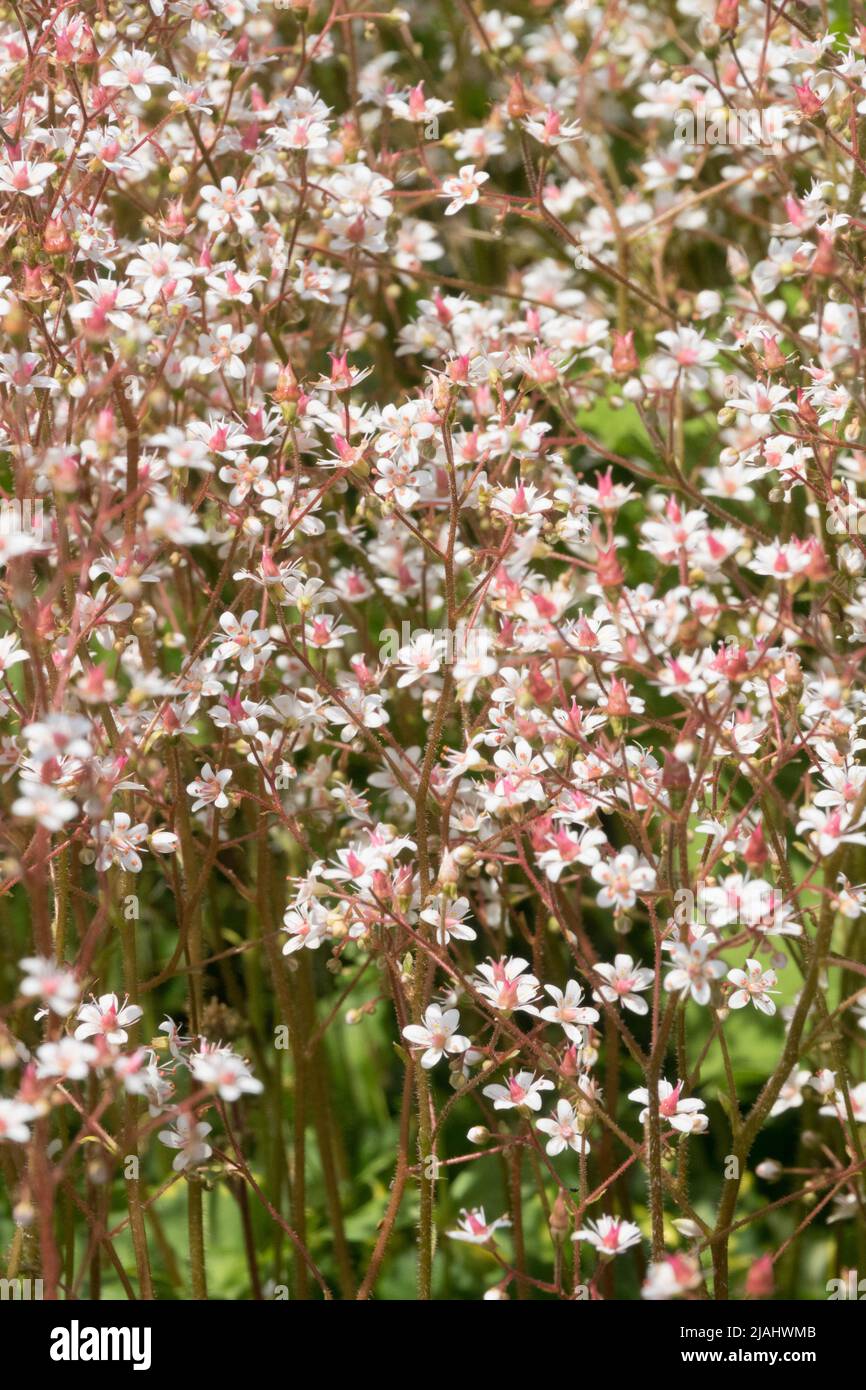 Saxifraga urbium variegata, Ornamentaria, decorativa, Saxifraga, Fiori, Piante perenni, primavera, pianta Foto Stock