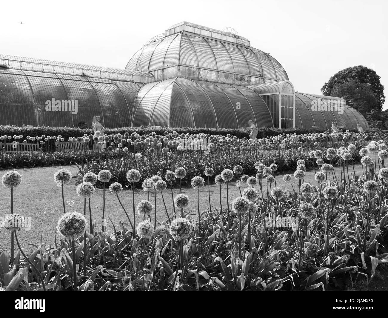 Richmond, Greater London, Inghilterra, maggio 18 2022: Royal Botanic Gardens Kew. Fiori in fiore in primavera di fronte alla Palm House. Monocromatico Foto Stock