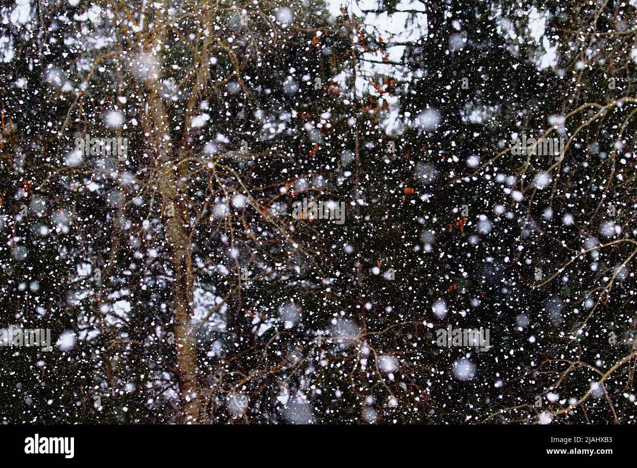 Nevicate pesanti nella foresta di gennaio. La bellezza di un inverno nevoso. - tipi di precipitazioni: canottine flurries. Foglio di neve Foto Stock