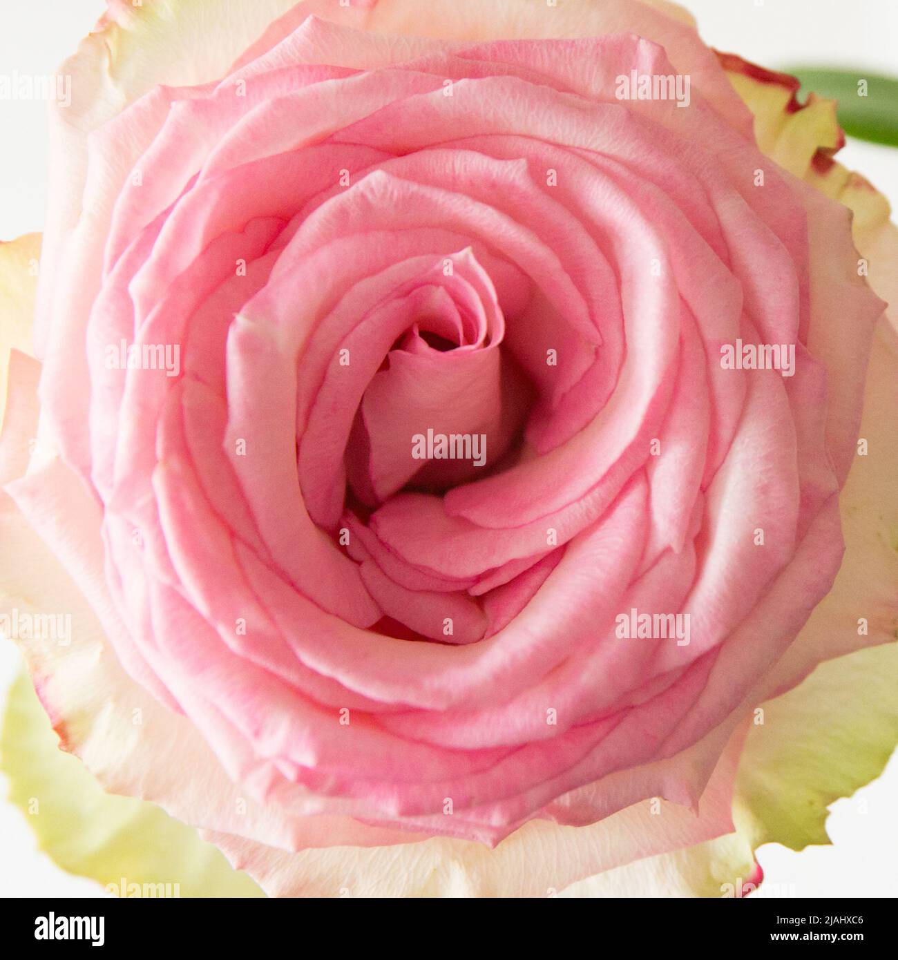 Primo piano di una rosa fiorente. Petali a spirale. Sfondo bianco. Foto Stock