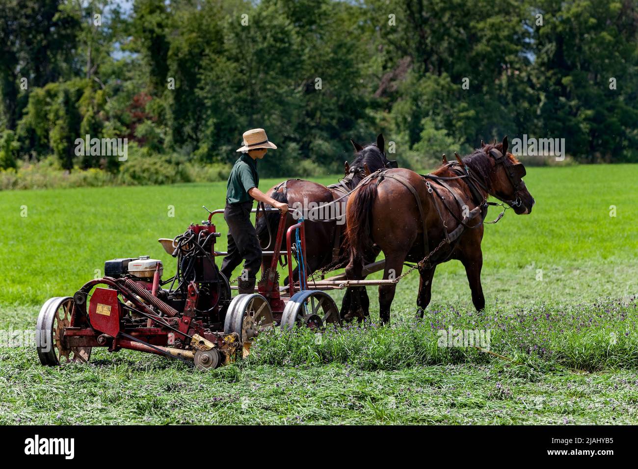 Amish Boy taglio di un campo, Finger Lakes Region, New York state Foto Stock