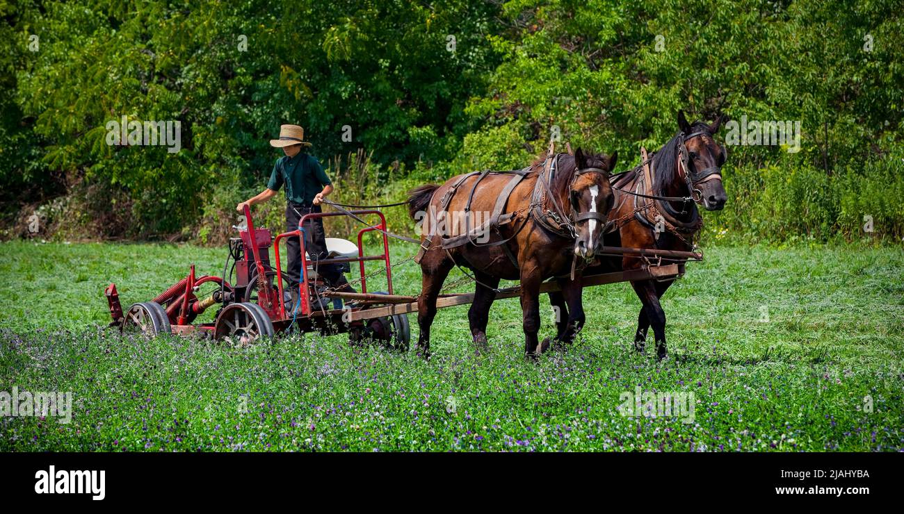 Amish Boy taglio di un campo, Finger Lakes Region, New York state Foto Stock