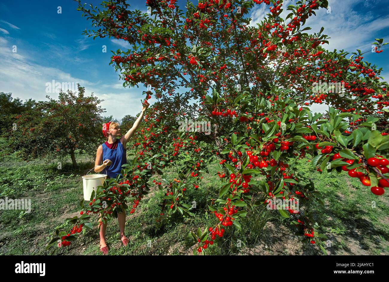Picking Sour Pie Cherries, Utah rilasciato: Bodil Foto Stock