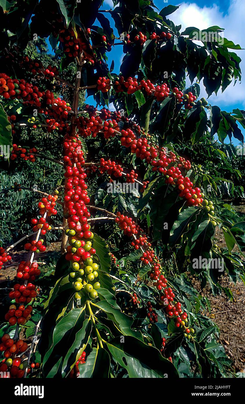 Coffee Tree in Cherry, Coffea arabica, Kona Coast, Big Island of Hawaii Foto Stock