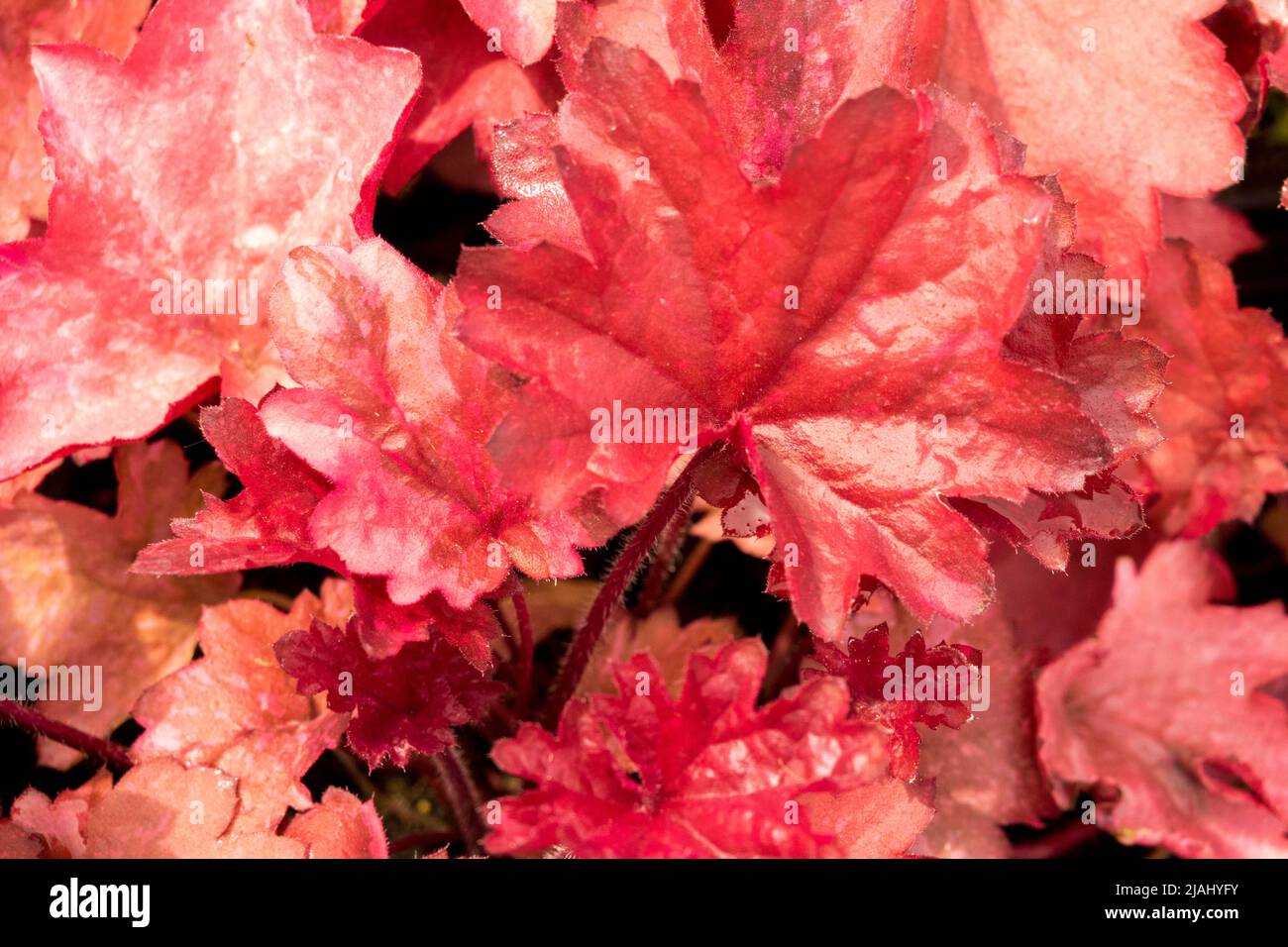 Heuchera alumroot, Coral Bells, Heucheras, Leaves, Heuchera 'Galaxy', Leaf, Rosso, radice di Alom Foto Stock