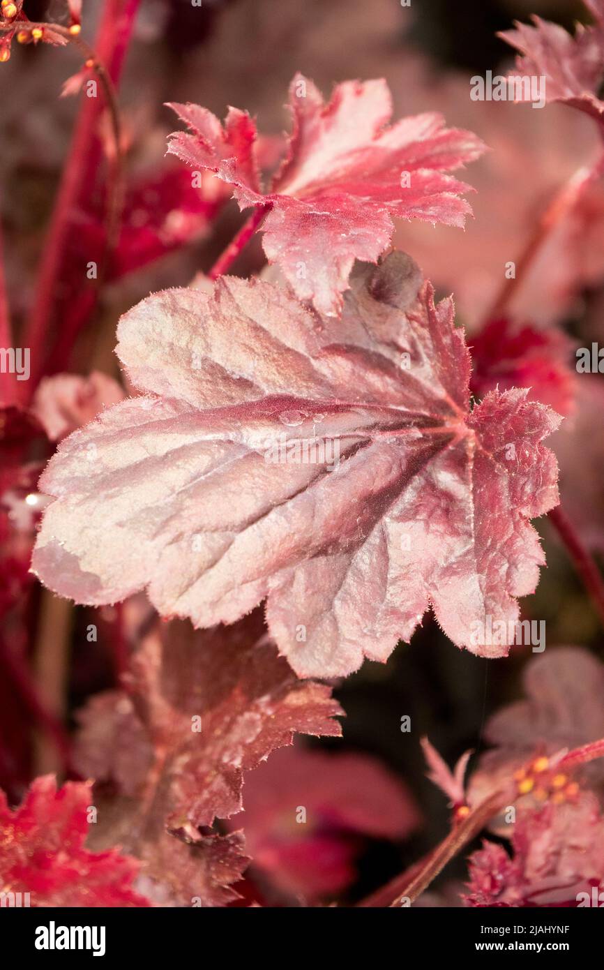 Heuchera 'Mar Nero', foglia viola profonda, Heucheras, pianta, foglia di corallo Heuchera Foto Stock