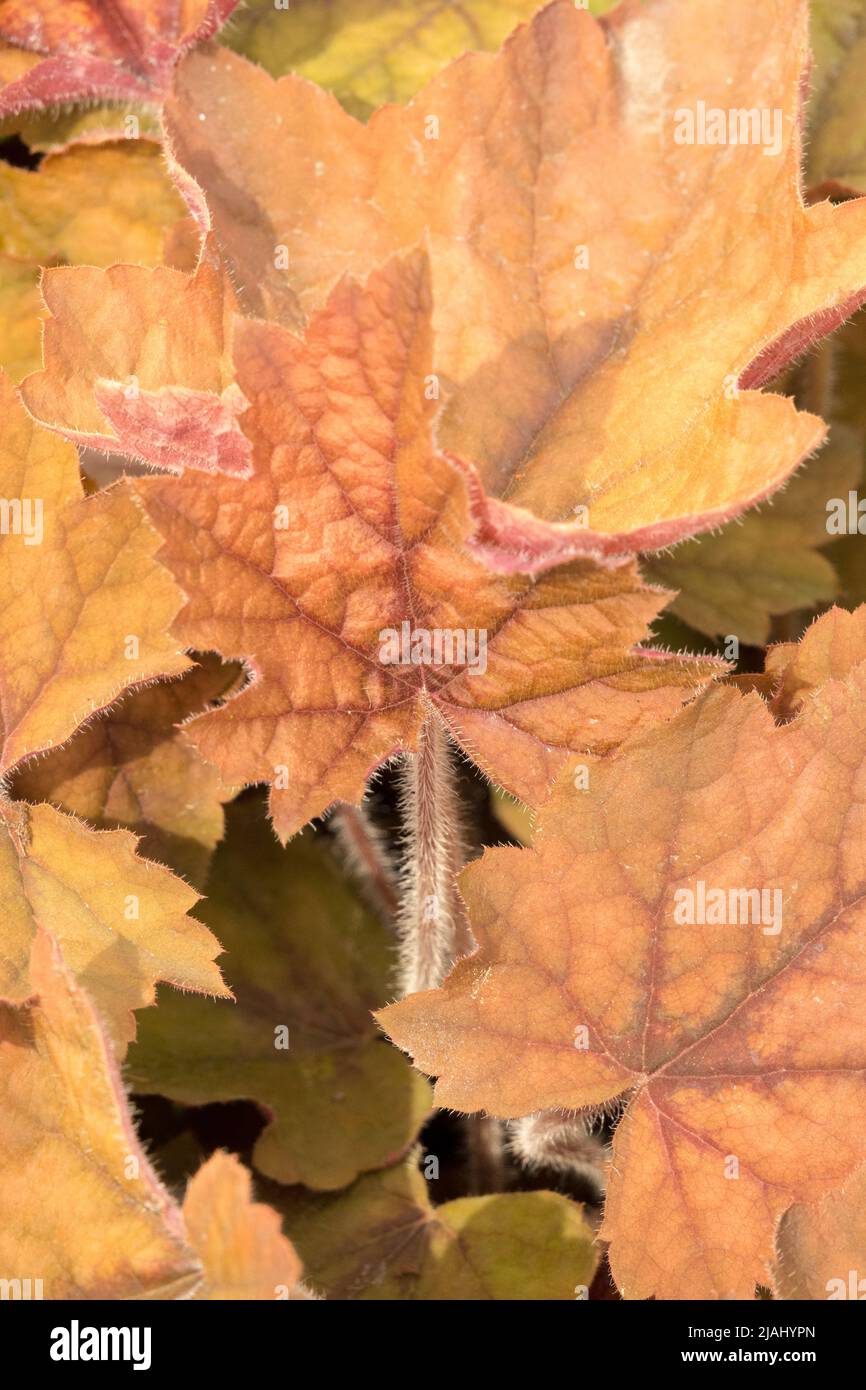 Foglia di Heucherella 'Art Deco', Heucherellas, foglie Foto Stock