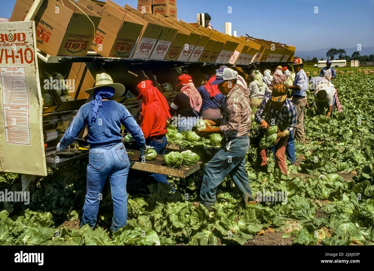 Lavoratori migranti che raccolgono lattuga, San Joaquin Valley, California Foto Stock