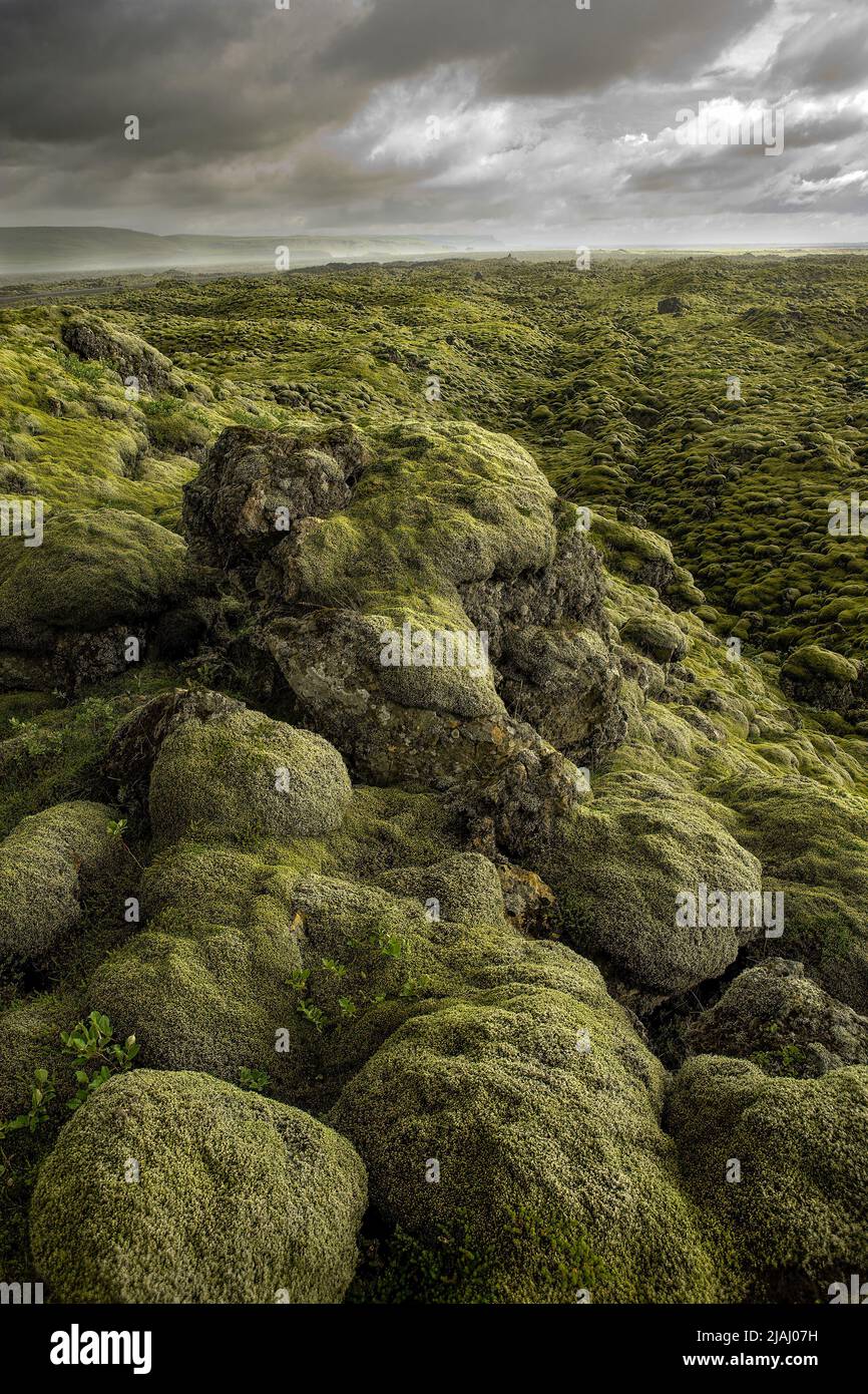 Antico campo di Lava coperto di Moss - Costa meridionale dell'Islanda Foto Stock