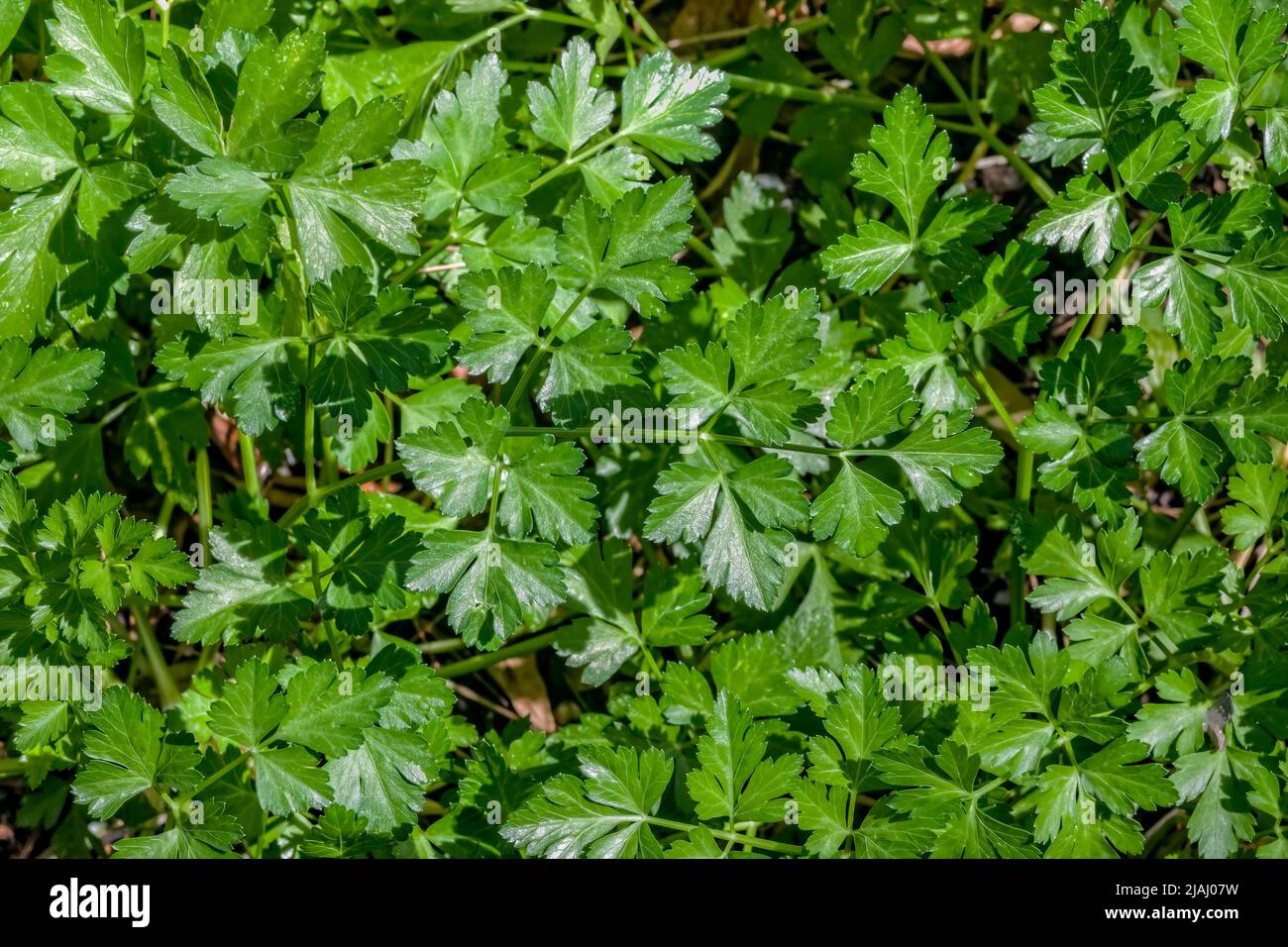 Prezzemolo o giardino prezzemolo (Petroselinum crispum) Foto Stock