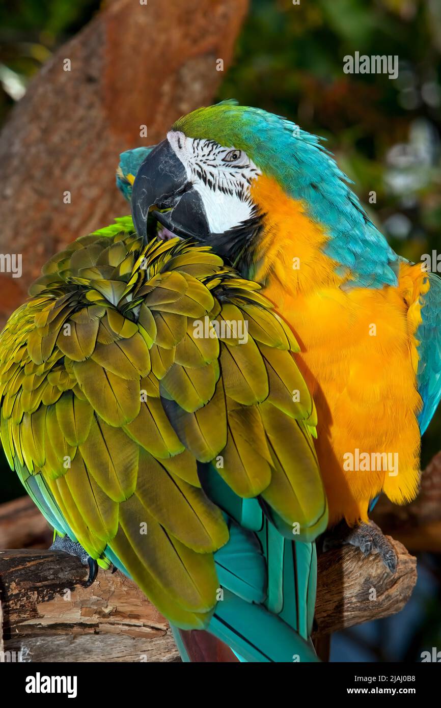 Macaw blu e oro preening - Ara ararauna Foto Stock