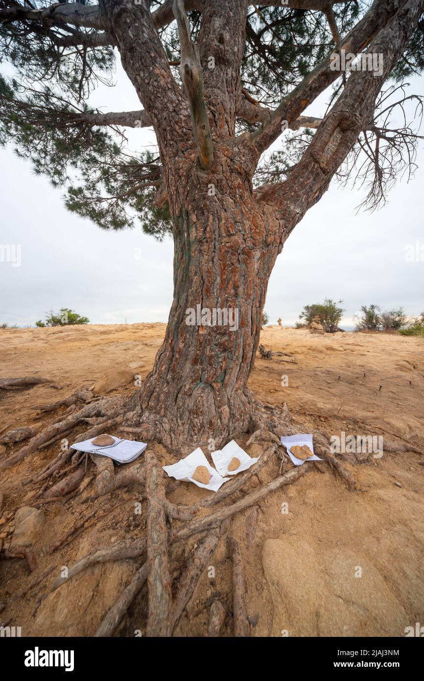 Sapienza albero, Wonder View Trail, Los Angeles, CA, Stati Uniti. Gli appunti scritti a mano sono lasciati per l'albero dai visitatori Foto Stock