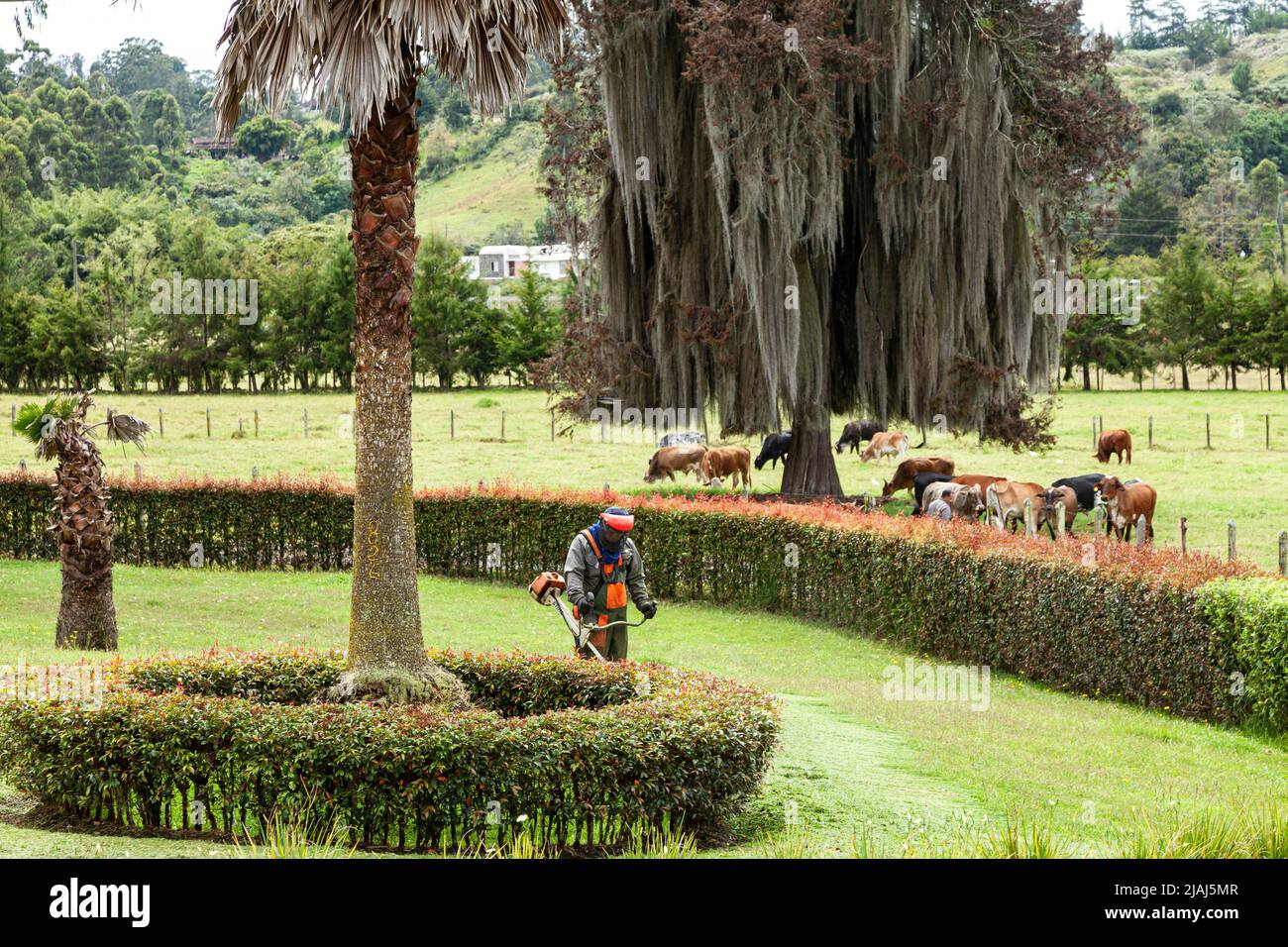 Uomini al lavoro - Giardiniere professionale con trimmer; Erba da taglio da lavoro su campo verde con falciatrice per prato Foto Stock