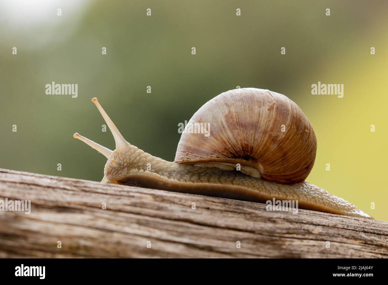 Helix pomatia, lumaca romana in vigneto in Belgio Foto Stock
