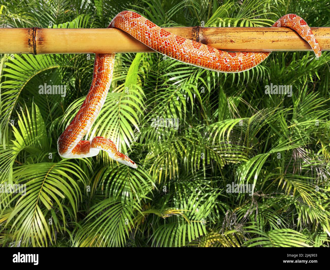 Serpente di mais su bastone di bambù contro foglie tropicali verdi Foto Stock
