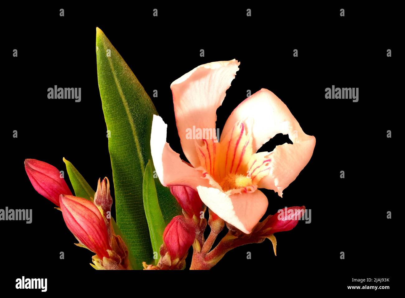 Oleandro di Nerio, fiore singolo, macrosone Foto Stock