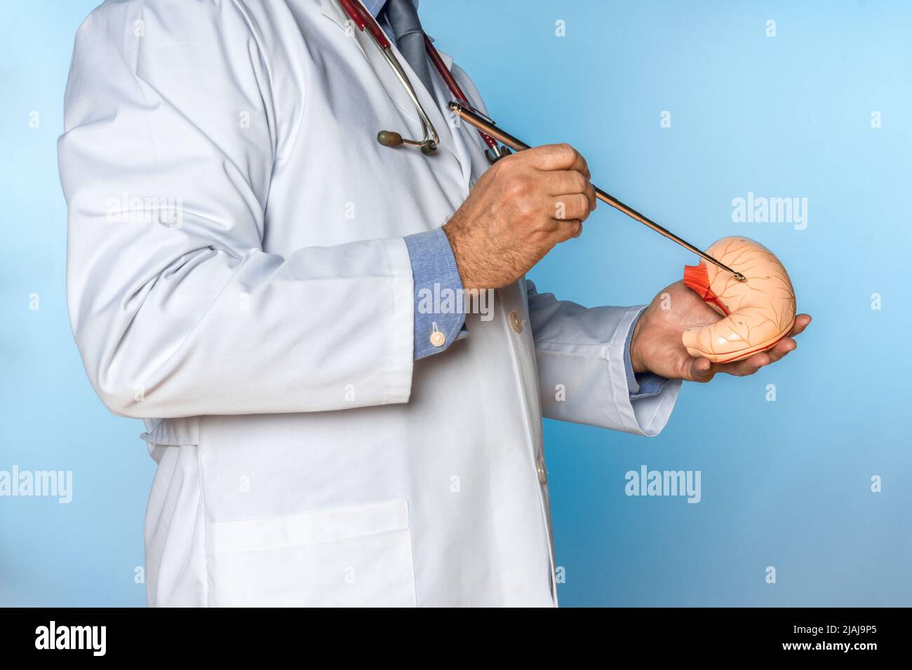 medico irriconoscibile che punta allo stomaco di un modello anatomico Foto Stock