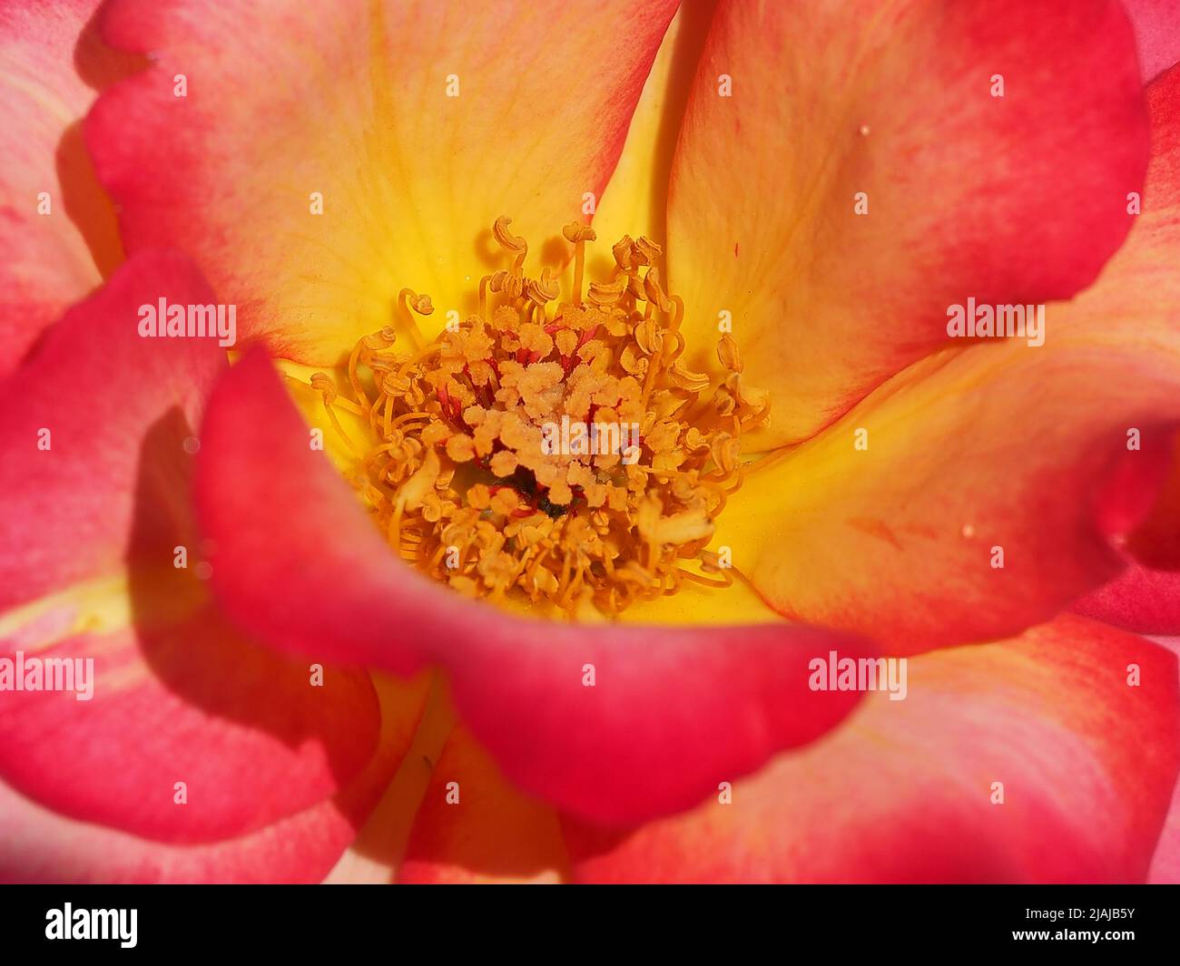 Primo piano della Pace Hybrid Tea Rose Foto Stock