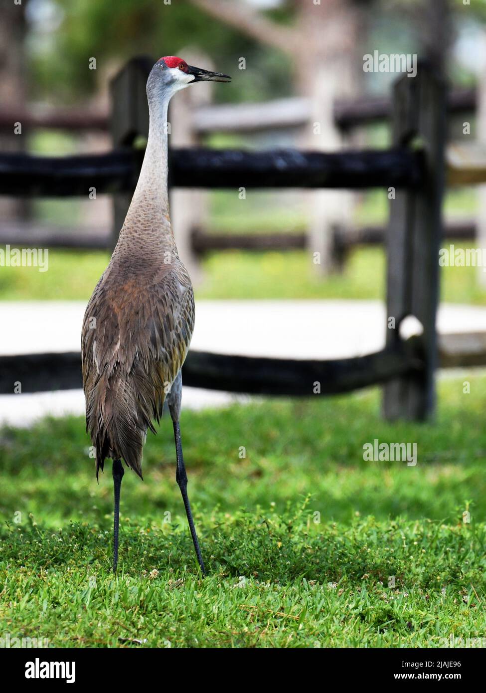 Sandhill Crane guardando intorno Foto Stock