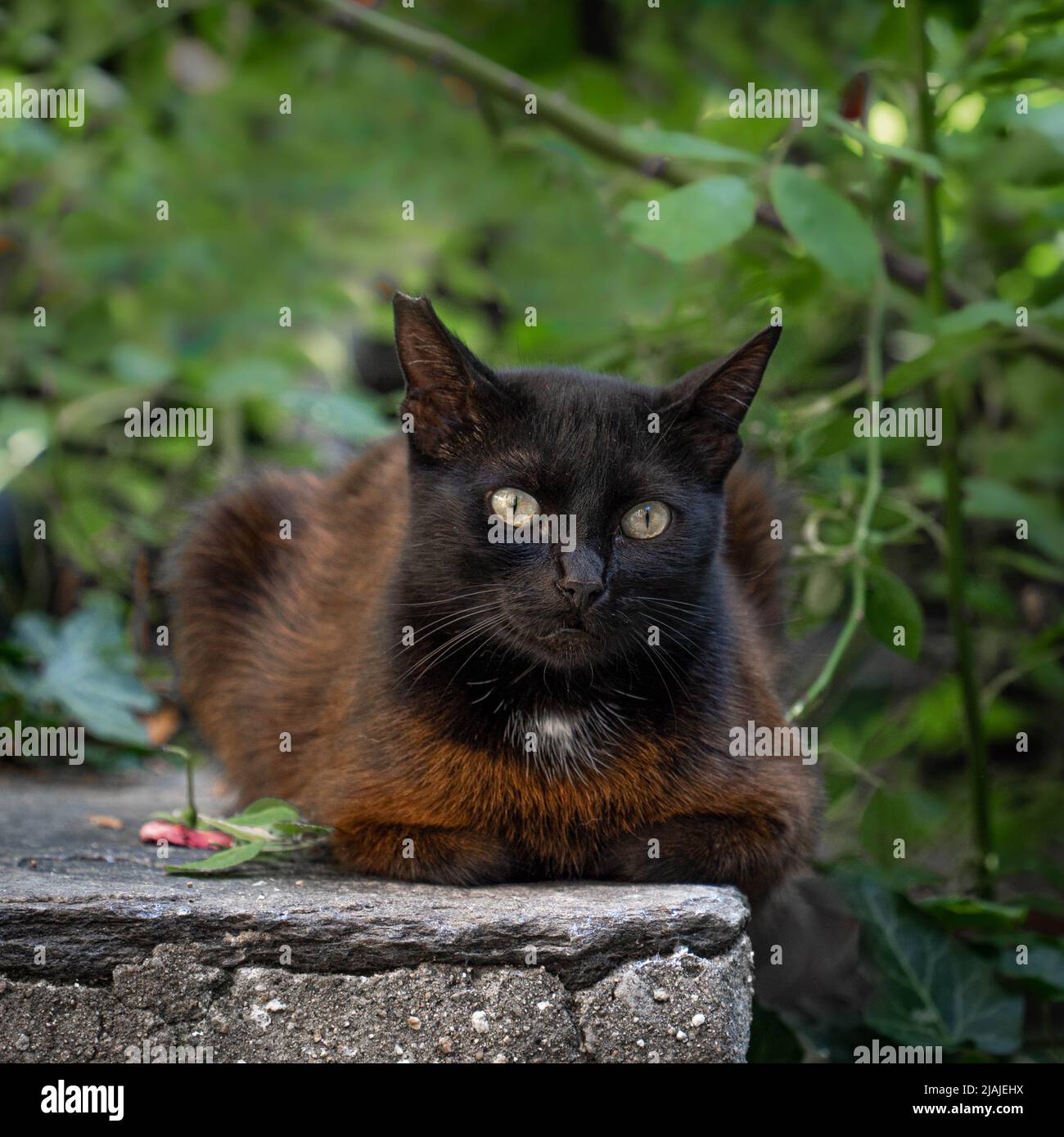 Ritratto di un gatto rosso strasceso con testa nera con occhi gialli aperti e foglie e rami verdi sfocati sullo sfondo a Plovdiv, Bulgari Foto Stock